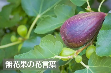 開花無花果花|イチジク（無花果）の花言葉｜種類、花の特徴、名前 